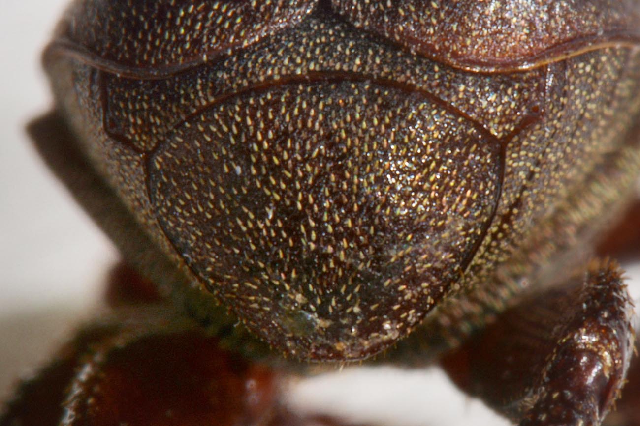 Rutelidae: Hoplia brunnipes